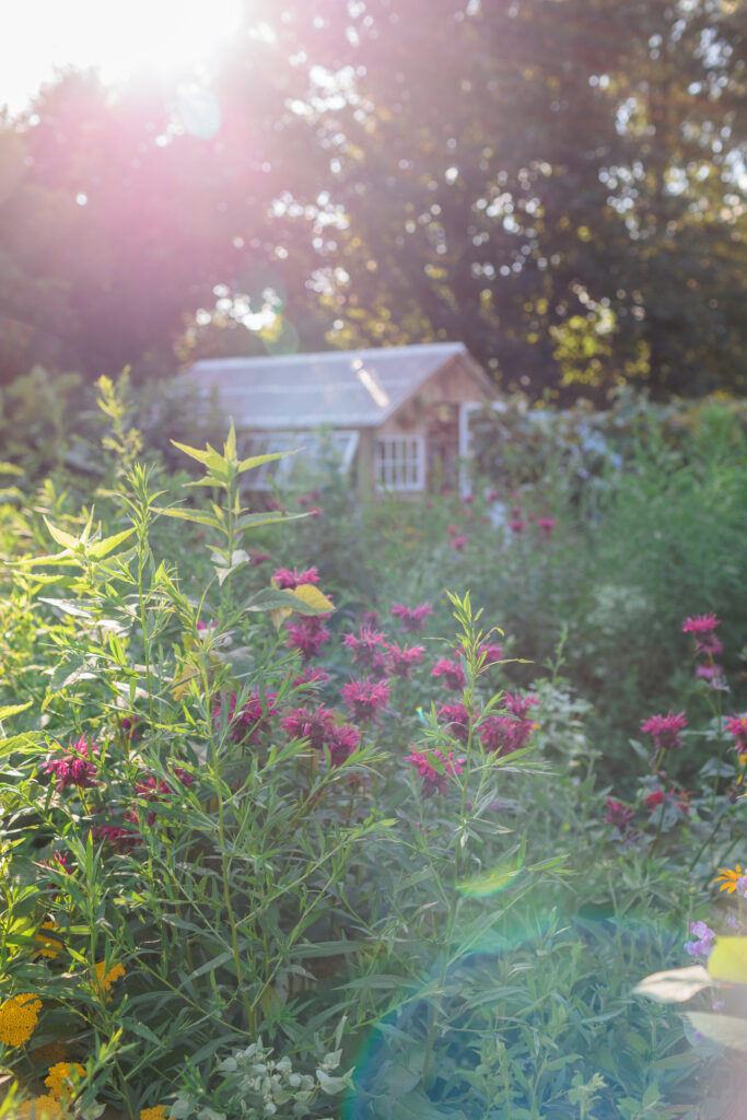 Sunlight beaming over wildflowers with a greenhouse in the distance, creating a dreamy garden setting for boudoir photography in Pennsylvania.
